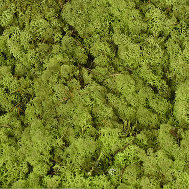 Cladonia Moss Lime Green Kg