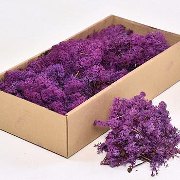 Cladonia Moss Purple 500g.