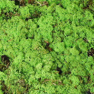 Cladonia Moss Spring Green per kg