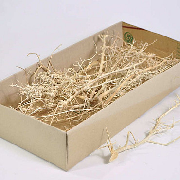 Coral Wood 15pcs