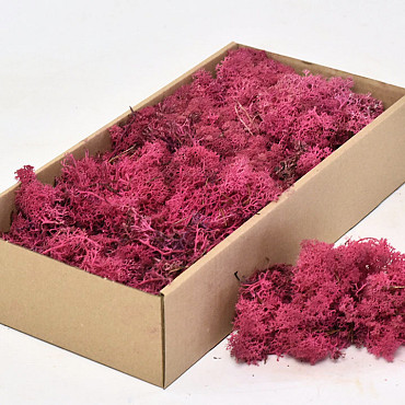 Cladonia Mos Fuchsia 500gr.