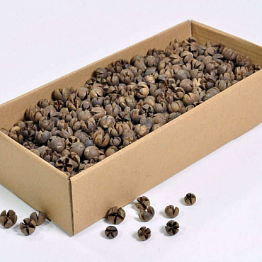 Wallachi Pods 1Kg.