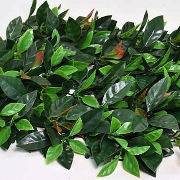 Grüne Pflanze Matte Ilex 50x50cm