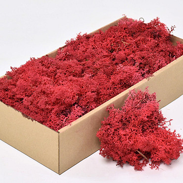 Cladonia Moss Red 500g.