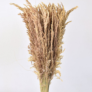 Festuca 100cm PKG