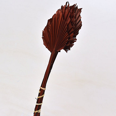Palm Spear 40-55cm Braun