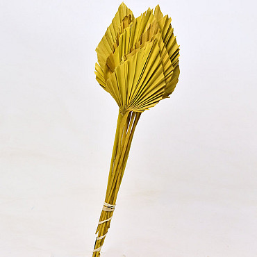 Palm Spear 40-55cm Gelb