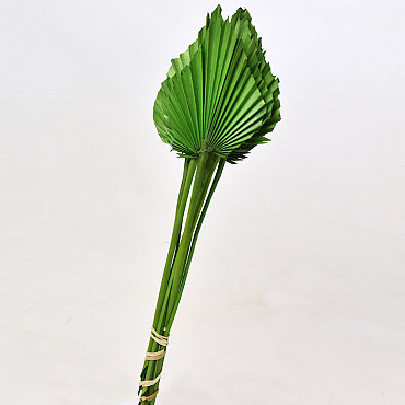 Palm Spear 40-55cm Green