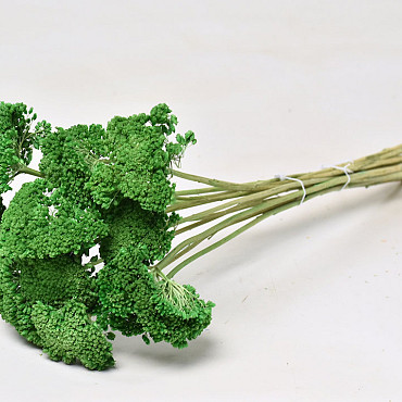 Achillea Grün 60cm