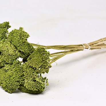 Achillea Olivgrün 60cm