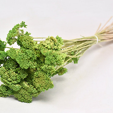 Achillea Nobilis 60cm Citron Vert