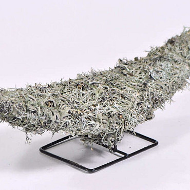 Half Moon Grey Moss 30cm