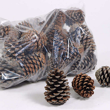 Pinus Maritima Cones