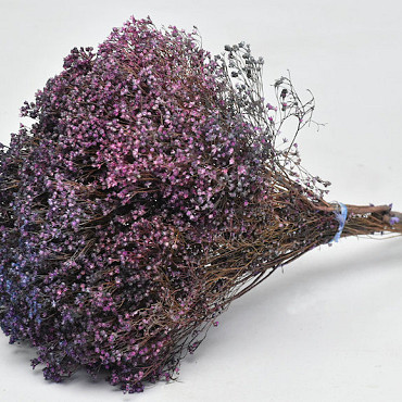 Broom Bloom 50cm Purple Flame