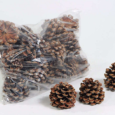 Pinus Pinea Cones 9-11cm