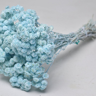 Immortelle du Var 30cm Bleu
