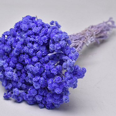 Helichrysum Immortelle 30cm Lavender