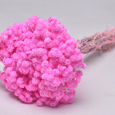 Helichrysum Immortelle 30cm Roze