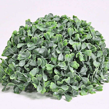 Buxus Demi Boulle 20cm