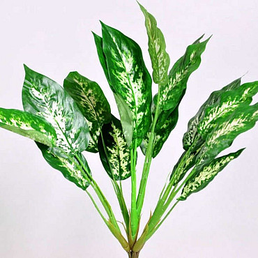 Dieffenbachia Plant 50cm