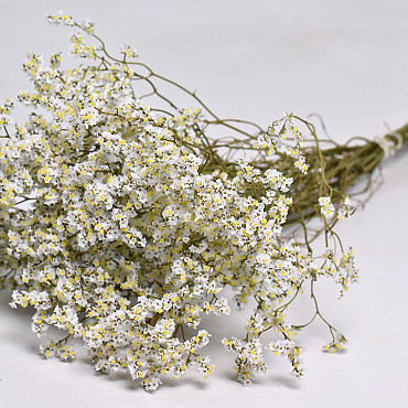 Limonium Weiß 70cm