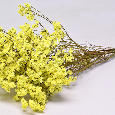 Limonium Geel 40cm