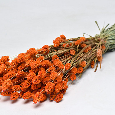 Bouquet Phalaris Orange 70cm