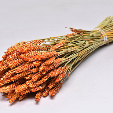 Triticum Orange (wheat) 70cm