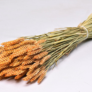 Triticum Peach (wheat) 70cm