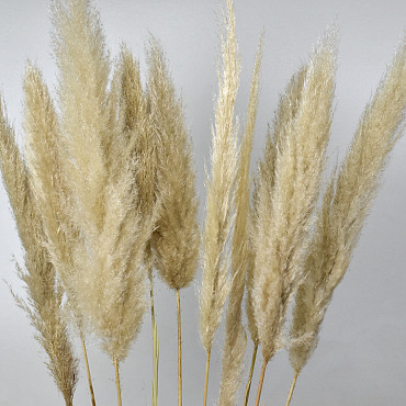 Pampas gras 90-110cm Mix