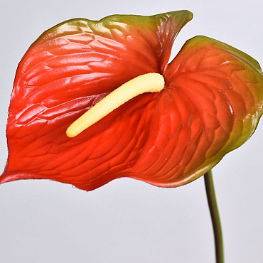 Anthurium  70cm-18cm Red