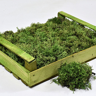 Silbermoos Waldgrün (Kiste 37x28cm)