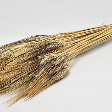 Wheat Black Beard 250gr 75cm