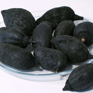 Baobab zwart 8-12cm