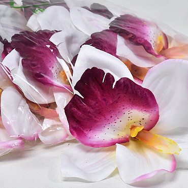 Orchidée D14cm Blanc/Fuchsia
