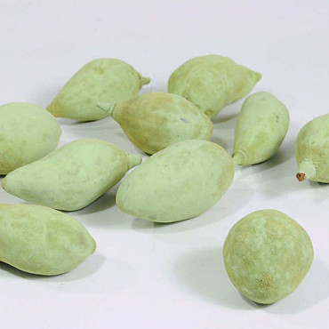 Baobab Green 8-14cm