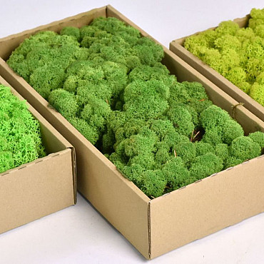 Reindeer Moss Forest Green 500gr.