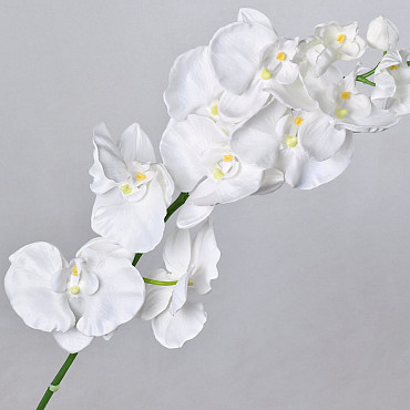 Phalaenopsis Spray White 100cm