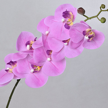 Phalaenopsis Spray Pink 88cm