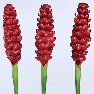 Alpinia 90cm rouge