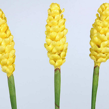 Alpinia 90cm jaune