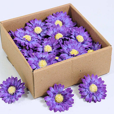 Gerbera 7cm lila 50-Pack