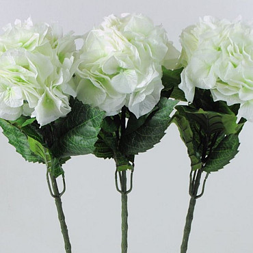 Hydrangea Giant 75cm white