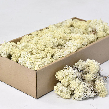 Reindeer Moss Natural 500gr.