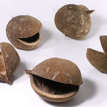 Buddha Nut 8-12cm 15-Pack