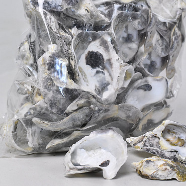 Oester Talaba Schelpen 1kg