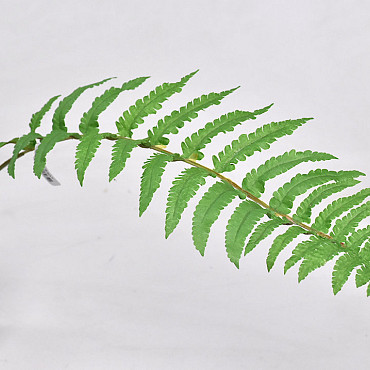 Ladder Fern Leaf 70cm