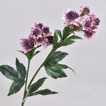 Astrantia Mauve 50cm