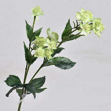 Astrantia Green 50cm