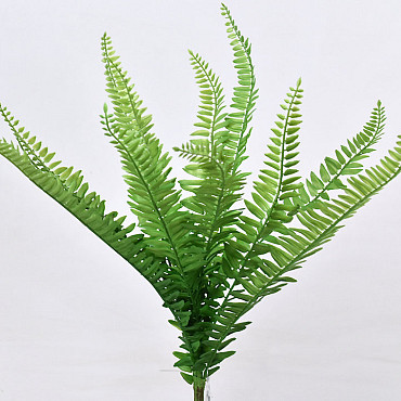 Boston Fern 48cm